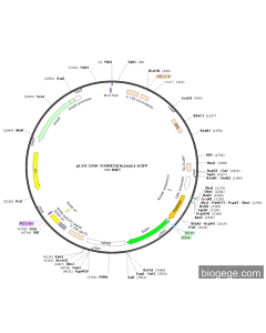 pLV3-CMV-TOMM20(human)-EGFP