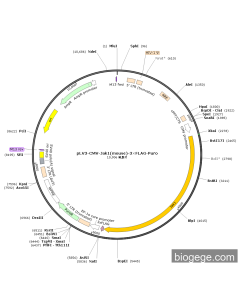 pLV3-CMV-Jak1(mouse)-3×FLAG-Puro