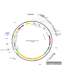 BIFC-P53-USP7(human)
