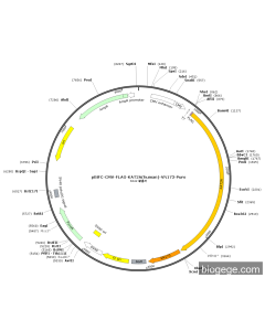 pBiFC-CMV-FLAG-KAT2A(human)-VN173-Puro