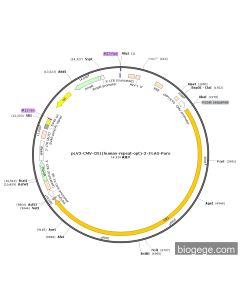 pLV3-CMV-CR1(human-repeat-opt)-3×FLAG-Puro