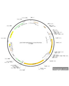 pLV3-CMV-Pax5(mouse)-3×FLAG-Fluc-Puro