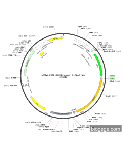 pCMV6-EGFP-GSK3B(human)-3×FLAG-Neo