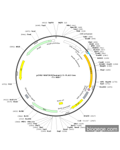 pCMV-MAP2K3(human)-3×FLAG-Neo
