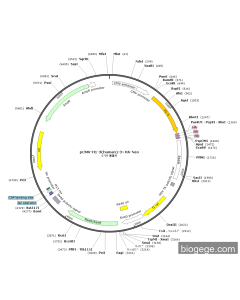 pCMV-H1-3(human)-3×HA-Neo