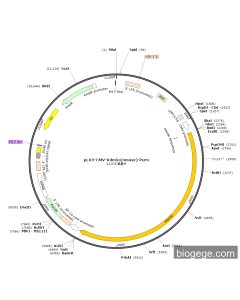 pLV3-CMV-Kdm5c(mouse)-Puro