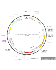 pLV3-CMV-SERPINB1(human)-EF1a-mCherry-Blast