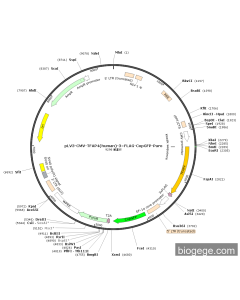 pLV3-CMV-TFAP4(human)-3×FLAG-CopGFP-Puro