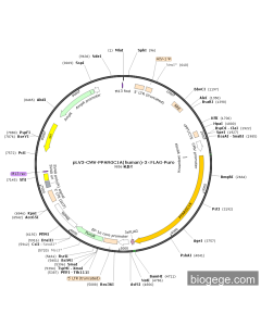 pLV3-CMV-PPARGC1A(human)-3×FLAG-Puro