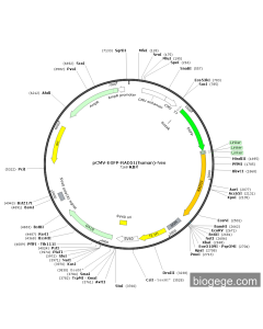 pCMV-EGFP-RAD51(human)-Neo