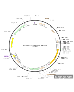 pLV3-CMV-CCN2(human)-3×FLAG-Puro