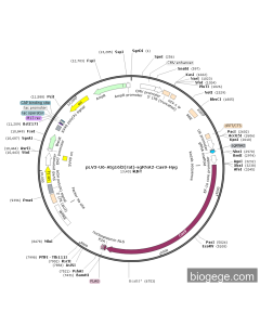 pLV3-U6-Atg16l2(rat)-sgRNA2-Cas9-Hyg