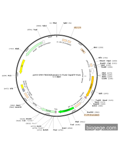 pLV3-CMV-FBXO2(human)-3×FLAG-CopGFP-Puro
