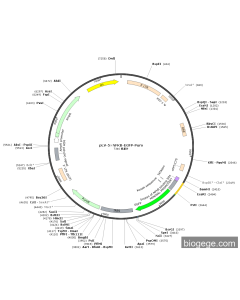 pLV-5×NFKB-EGFP-Puro