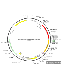 pCMV-mCherry-PGRMC1(human)-3×Myc-Neo