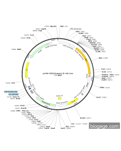 pCMV-DEK(human)-8×His-Neo