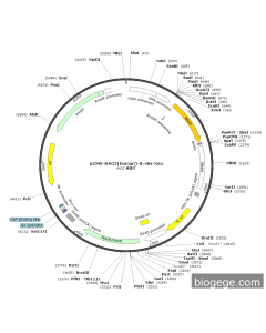 pCMV-BAG2(human)-8×His-Neo