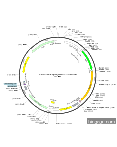 pCMV-EGFP-B3gnt3(mouse)-3×FLAG-Neo