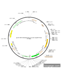 pLV3-CMV-Clrn3(mouse)-3×FLAG-CopGFP-Puro
