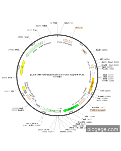 pLV3-CMV-Nkiras2(mouse)-3×FLAG-CopGFP-Puro