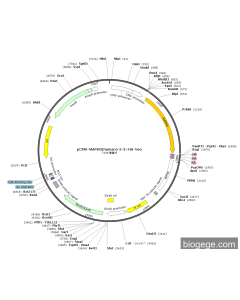 pCMV-MAPK8(human)-3-3×HA-Neo