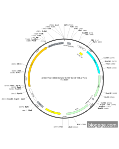 pPGK-Fluc-Alkbh5(rat)-3UTR-SV40-hRluc-Neo