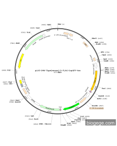 pLV3-CMV-Tigar(mouse)-3×FLAG-CopGFP-Neo