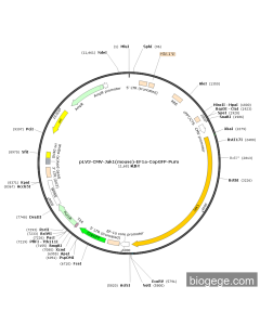 pLV3-CMV-Jak1(mouse)-EF1a-CopGFP-Puro