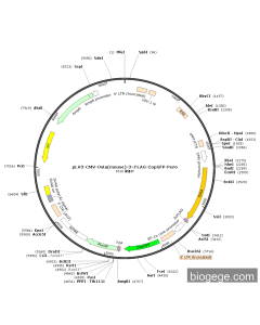 pLV3-CMV-Osta(mouse)-3×FLAG-CopGFP-Puro