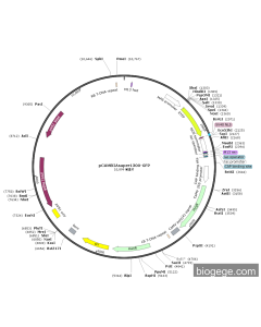 pCAMBIAsuper1300-EYFP-NLS