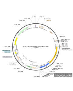 pLV3-CMV-PLIN2(human)-mTagBFP2-Blast