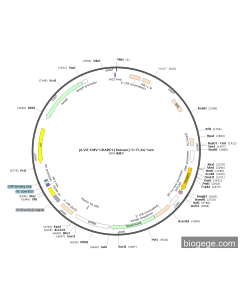 pLV3-CMV-CRABP1(human)-3×FLAG-Neo