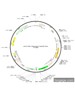 pLV3-CMV-Tnf(mouse)-CopGFP-Puro