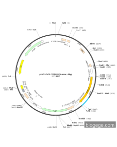 pLV3-CMV-RIMKLB(human)-Hyg