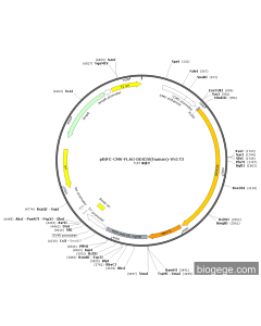 pBiFC-CMV-FLAG-DDX3X(human)-VN173