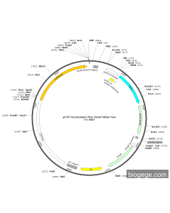 pCYP7A1(human)-Fluc-SV40-hRluc-Neo