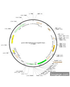 pLV3-CMV-Fgf2(mouse)-CopGFP-Puro