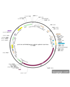 pLV3-U6-LAPTM4B(human)-sgRNA1-sgRNA2-Cas9-Puro