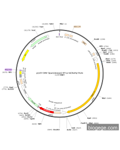 pLV3-CMV-Opa1(mouse)-EF1a-mCherry-Puro