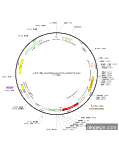pLV3-CMV-Cox4i1(mouse)-EF1a-mCherry-Puro