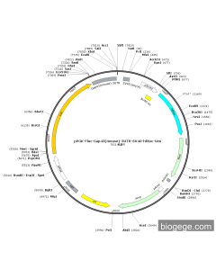 pPGK-Fluc-Gap43(mouse)-3UTR-SV40-hRluc-Neo