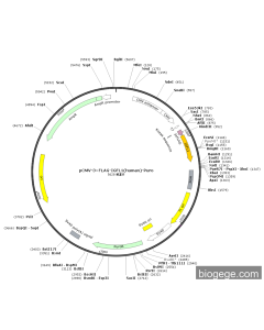 pCMV-3×FLAG-IGFL1(human)-Puro