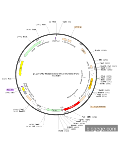 pLV3-CMV-Fis1(mouse)-EF1a-mCherry-Puro