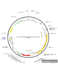 pLV3-CMV-Dnm1l(mouse)-EF1a-mCherry-Puro