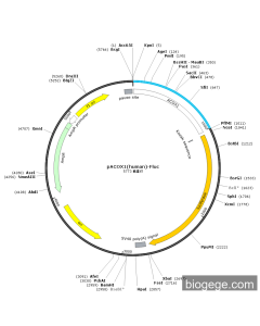 pACOX1(human)-Fluc