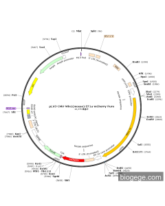 pLV3-CMV-Mfn1(mouse)-EF1a-mCherry-Puro
