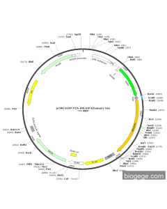 pCMV-EGFP-P2A-ARL6IP4(human)-Neo