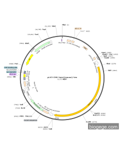 pLV3-CMV-Vars1(mouse)-Neo