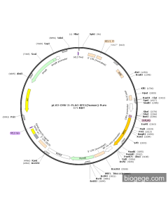 pLV3-CMV-3×FLAG-SPI1(human)-Puro