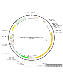 pLV3-CMV-Flt3(mouse)-EF1a-CopGFP-Puro